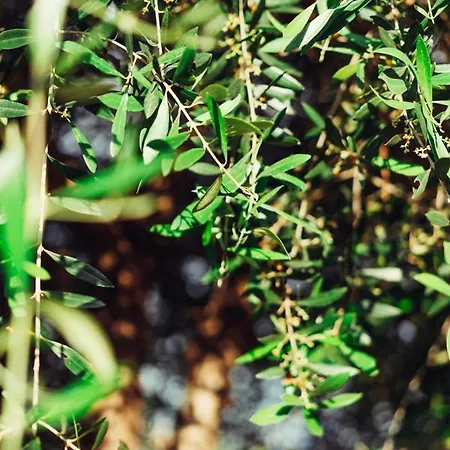 Lph - Dannunziano * Chieti