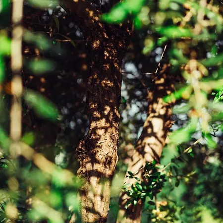 Appart hôtel Lph - Dannunziano