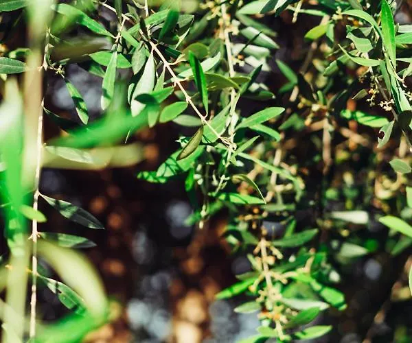 Lph - Dannunziano * Кьети